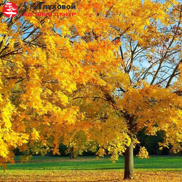 Основное изображение товара