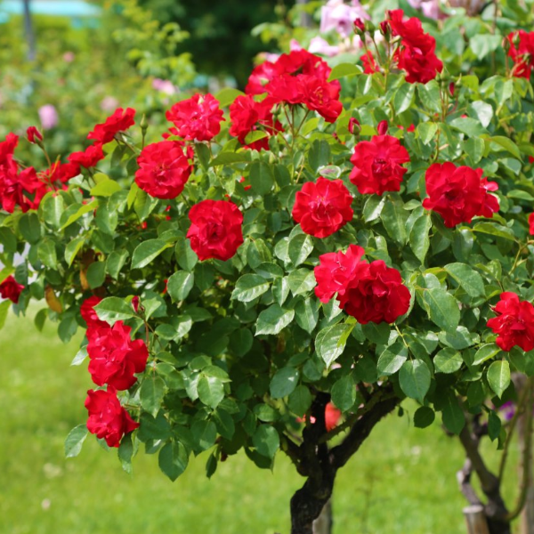 Основное изображение товара