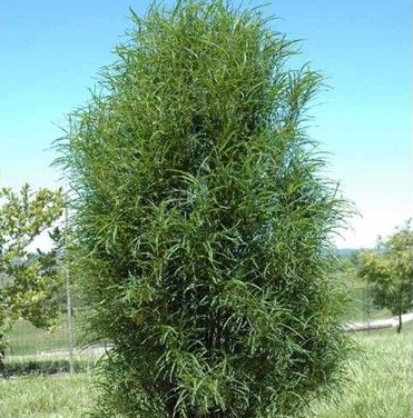 Крушина ломкая Файн Лайн