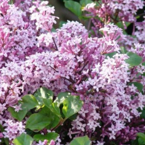 Основное изображение товара