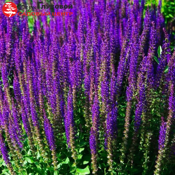 Основное изображение товара