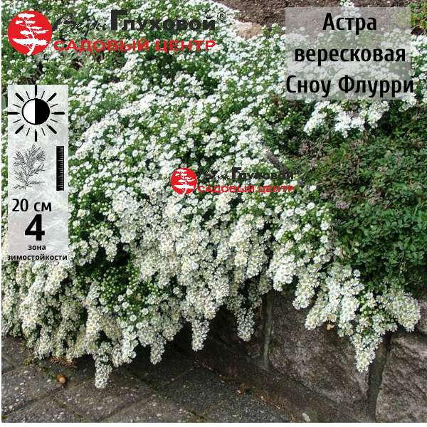 Основное изображение товара