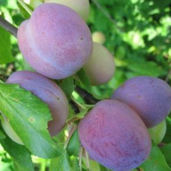 Рисунок 191.jpg