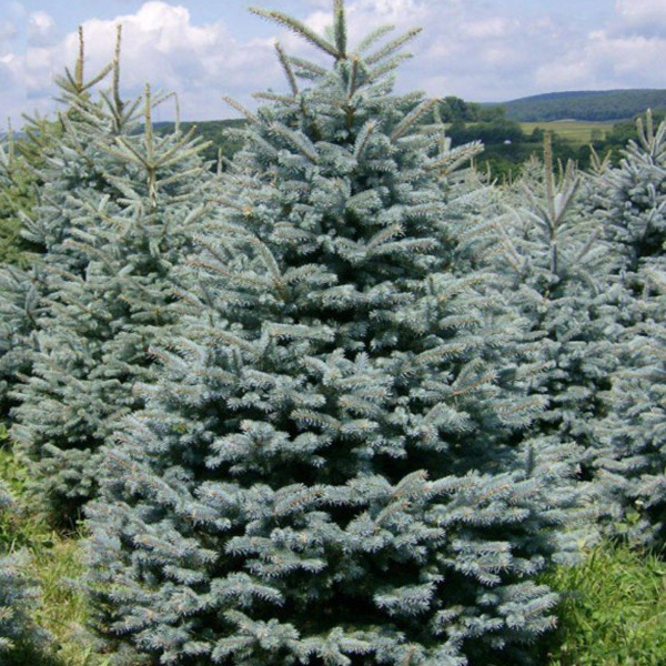 Ель колючая Фет Альберт