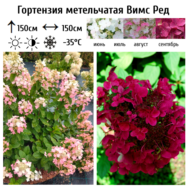 Гортензия метельчатая Вимс Ред