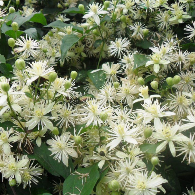 Основное изображение товара