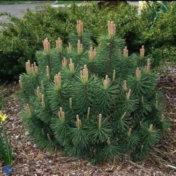 Сосна горная ф. Пумилио  - Pinus mugo var. Pumilio