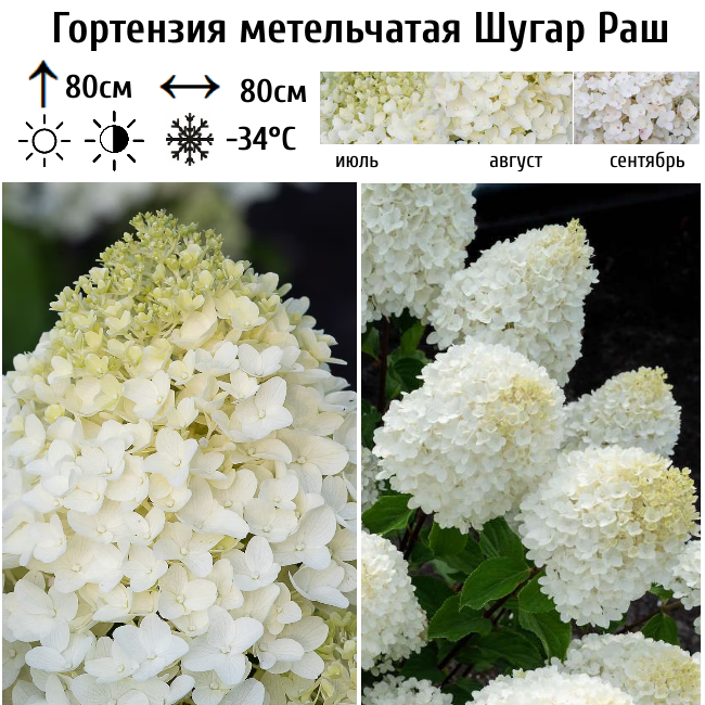 Гортензия метельчатая Шугар Раш
