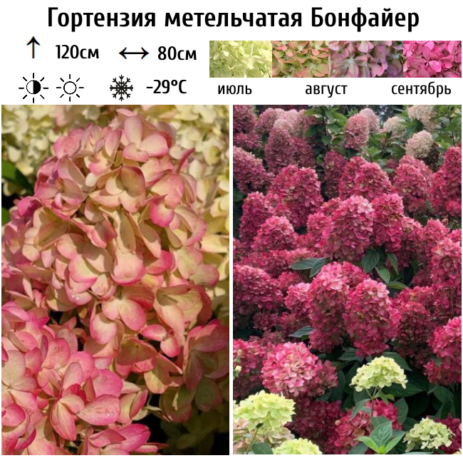 Гортензия метельчатая Бонфайер