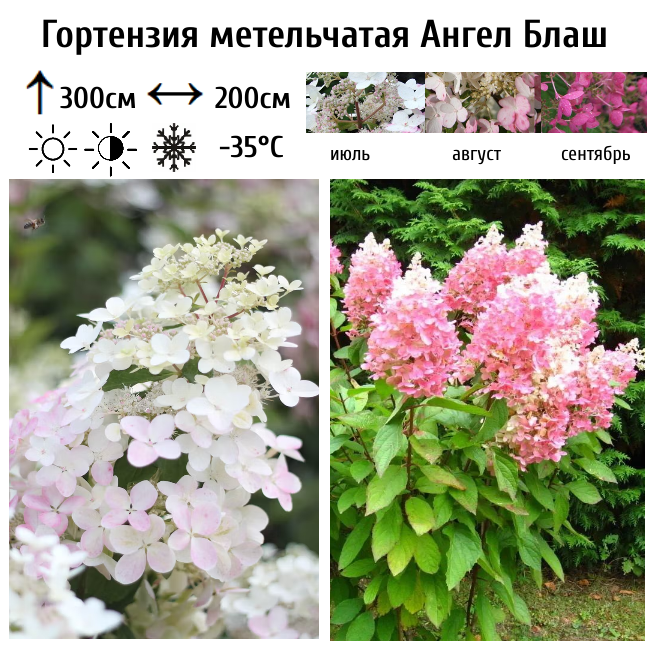 Гортензия метельчатая Ангел Блаш