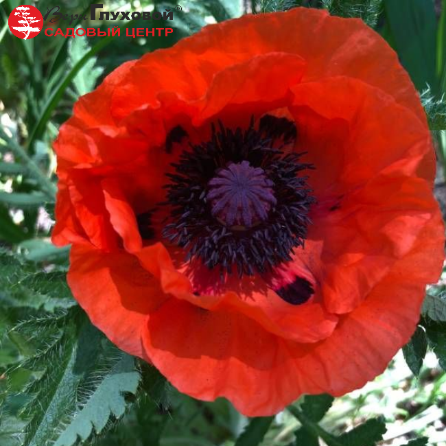 Основное изображение товара