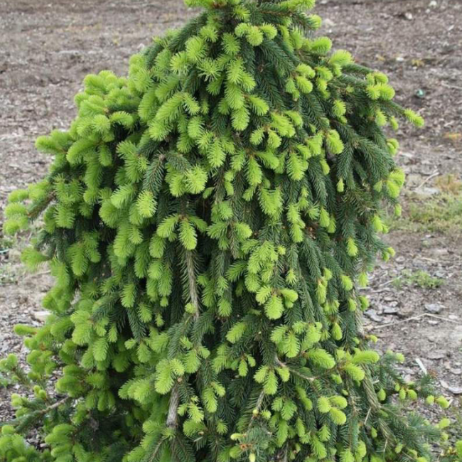 Основное изображение товара