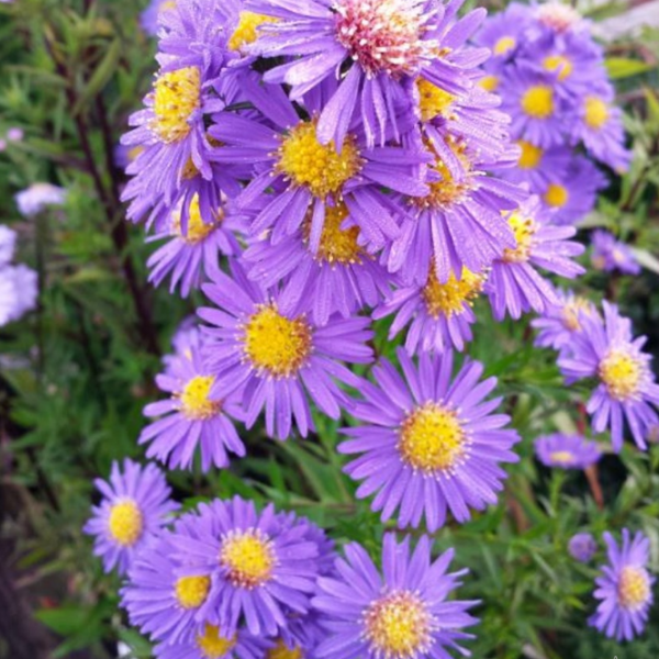 Астра новобельгийская Шон фон Диетликон 