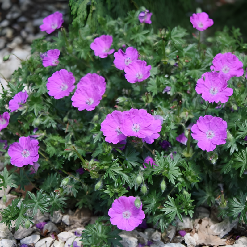 Герань кроваво-красная  Макс Фрай