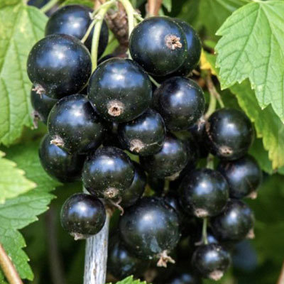 Основное изображение товара