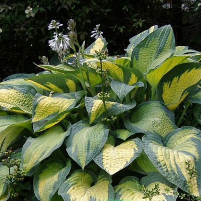 Основное изображение товара