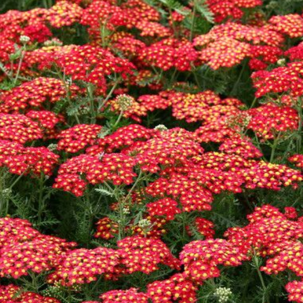 Тысячелистник обыкновенный 'Paprika' - Achillea millefolium 'Paprika' р9