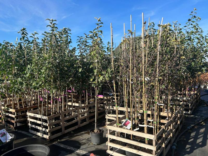 Саженцы плодовых культур – в Садовом центре Веры Глуховой!