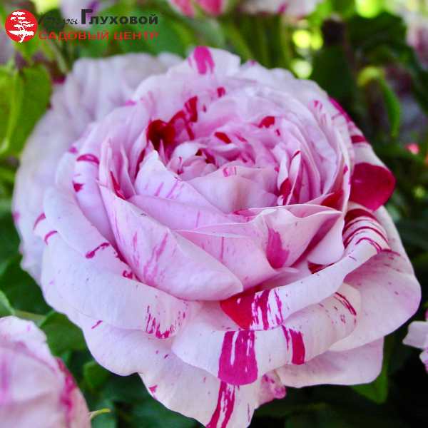 Основное изображение товара