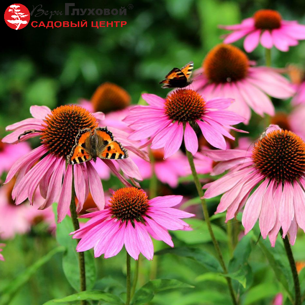 Основное изображение товара