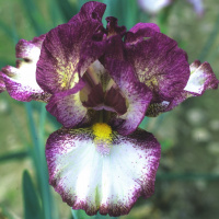 Ирис Baie Rose
