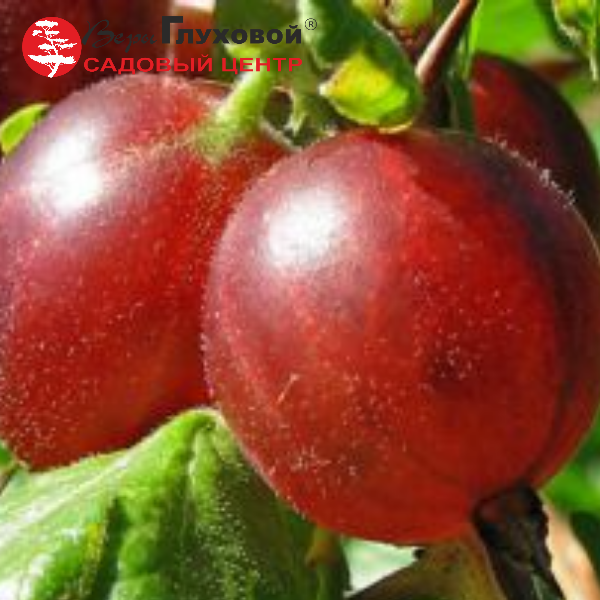 Крыжовник Олави