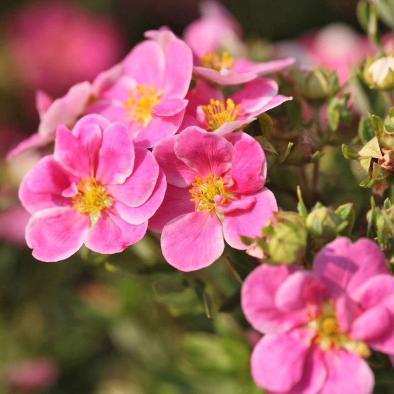 Лапчатка кустарниковая Пинк Парадиз