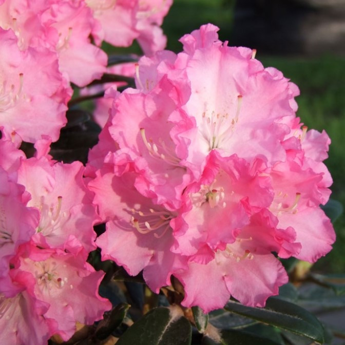 Основное изображение товара