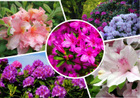 Великолепные азалии и рододендроны