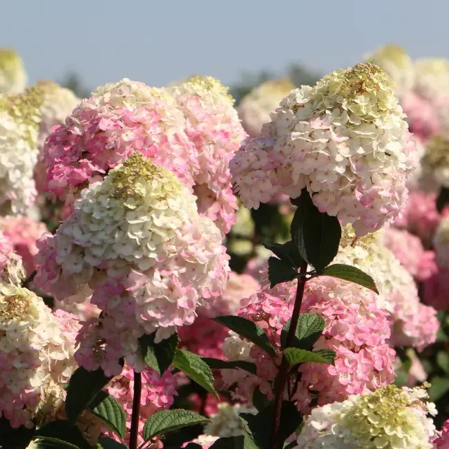 Старт продаж гортензий с ОКС