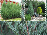 Большое поступление скальных можжевельников