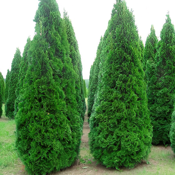 Основное изображение товара