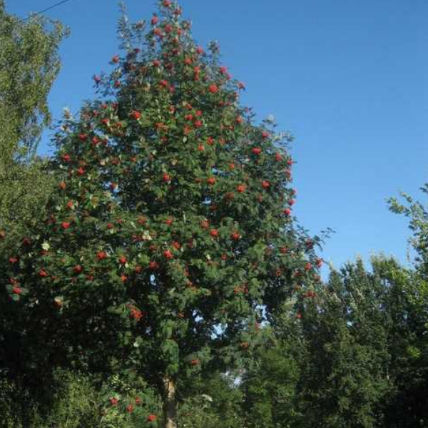 Основное изображение товара