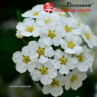 Кустарник Спирея Гревшейм