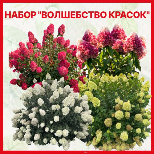 Основное изображение товара