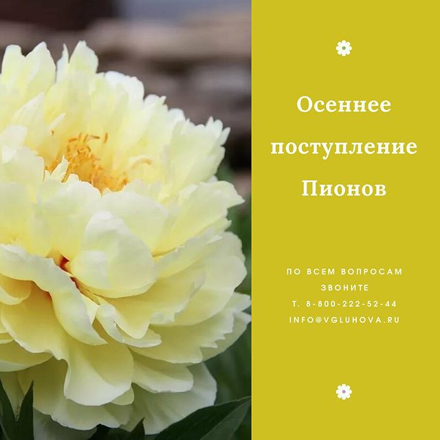 Пионы: как ухаживать Пионы: как ухаживать