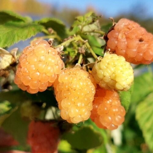 Основное изображение товара