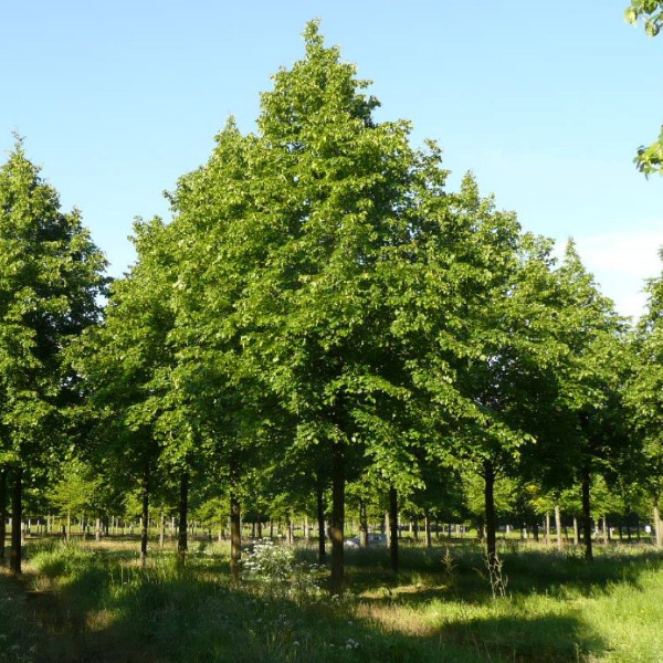 Липа европейская «Паллида» (липа обыкновенная, липа голландская) Тilia x europaea «Pallida» (Tilia x