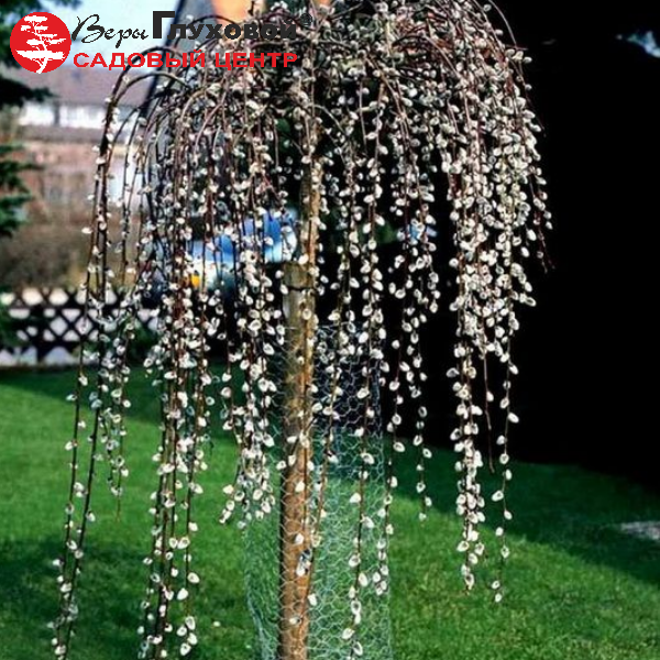 Основное изображение товара