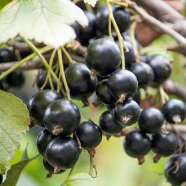 Основное изображение товара