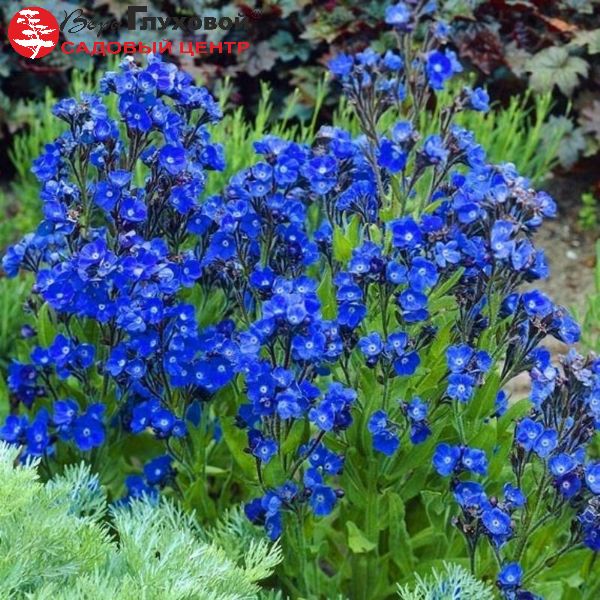 Основное изображение товара