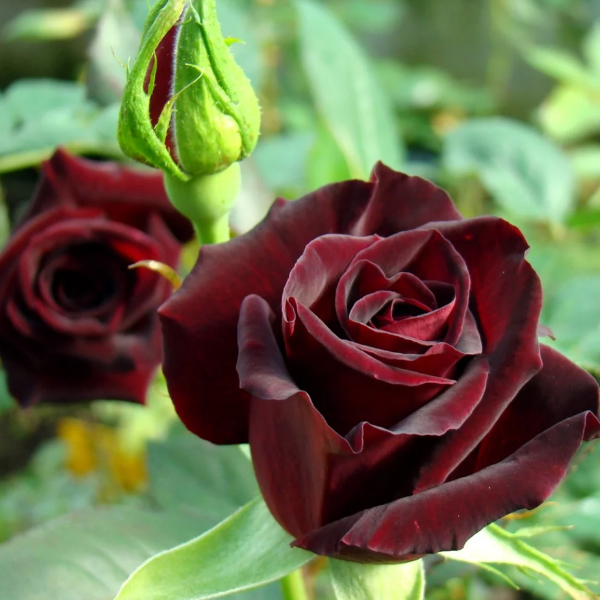 Роза чайно-гибридная Black Baccara