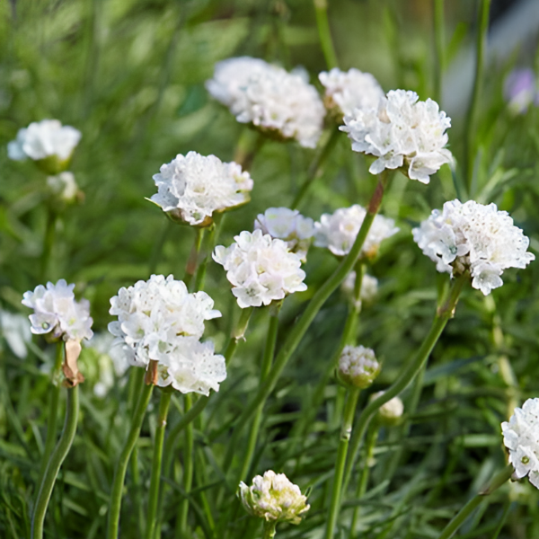 Основное изображение товара