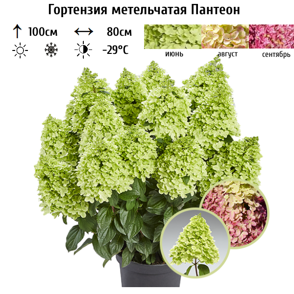 Гортензия метельчатая Пантеон