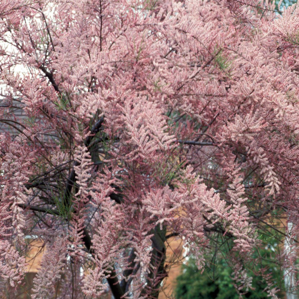 Основное изображение товара