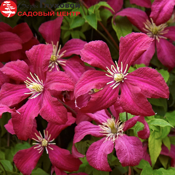 Основное изображение товара