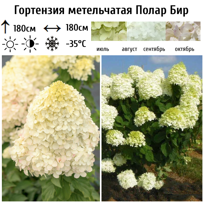 Гортензия метельчатая Полар Бир