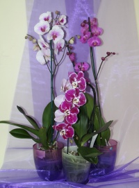 В Садовом центре Веры Глуховой новое поступление горшечных растений