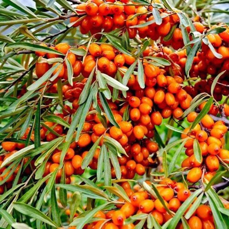 Основное изображение товара