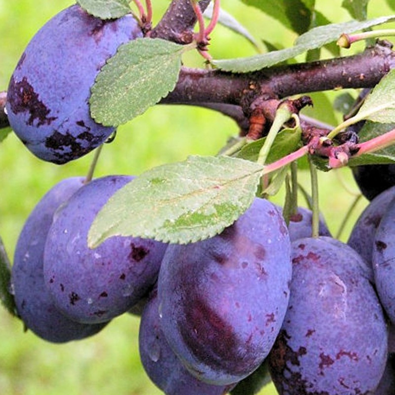 Основное изображение товара